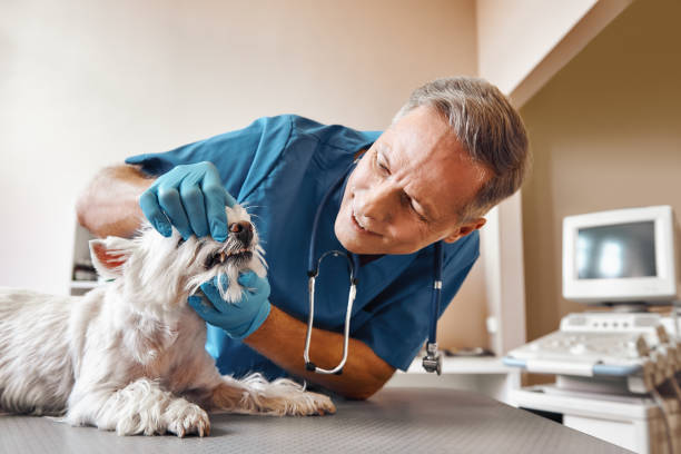 Best Emergency Treatment for Oral Infections in Munsey Park, NY